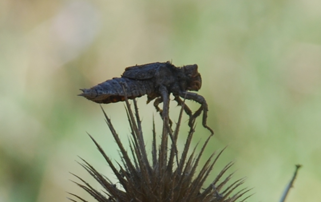 Exuvia di Odonata???